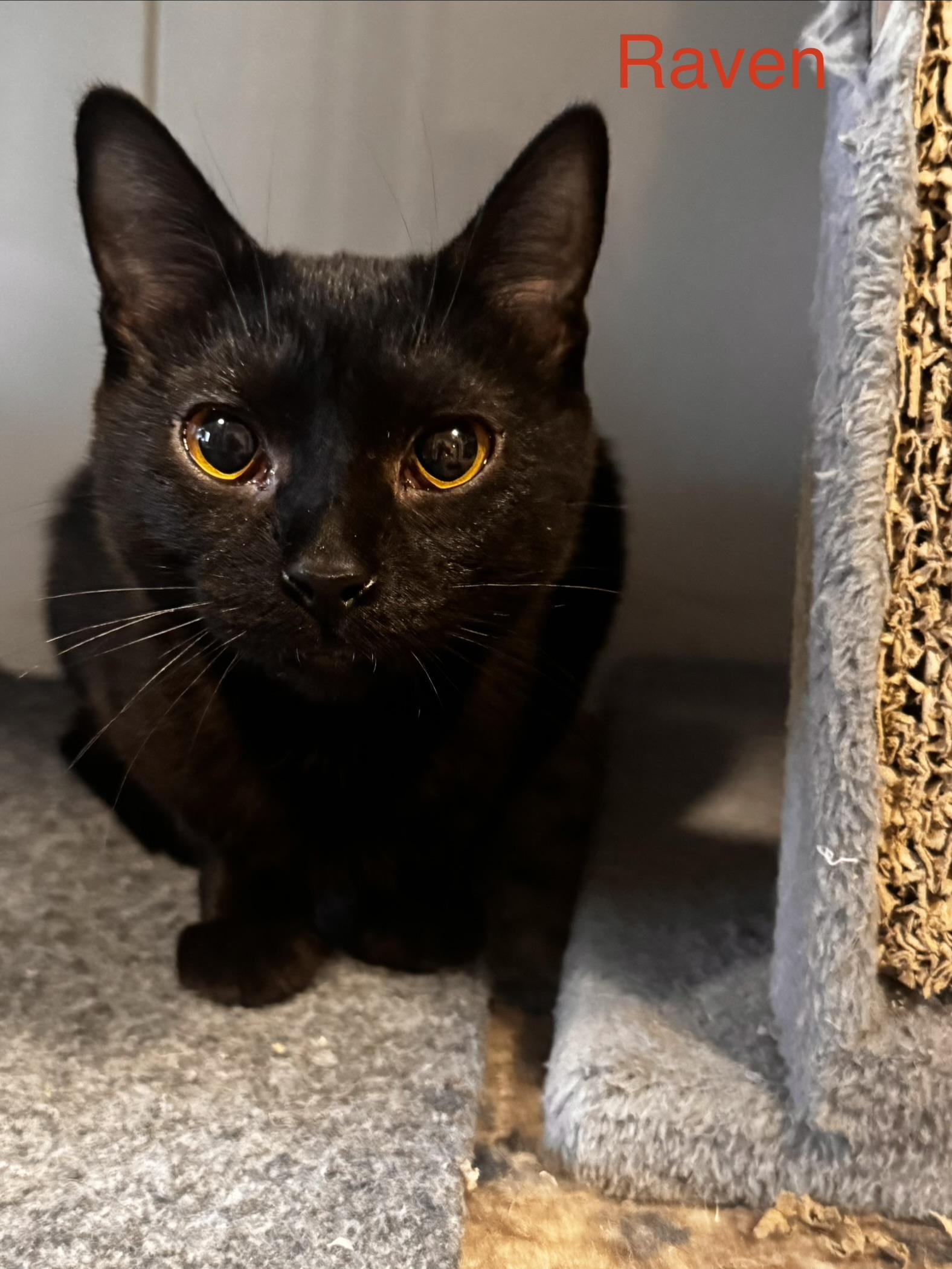 Raven, Adoptable, Young Female Domestic Short Hair.