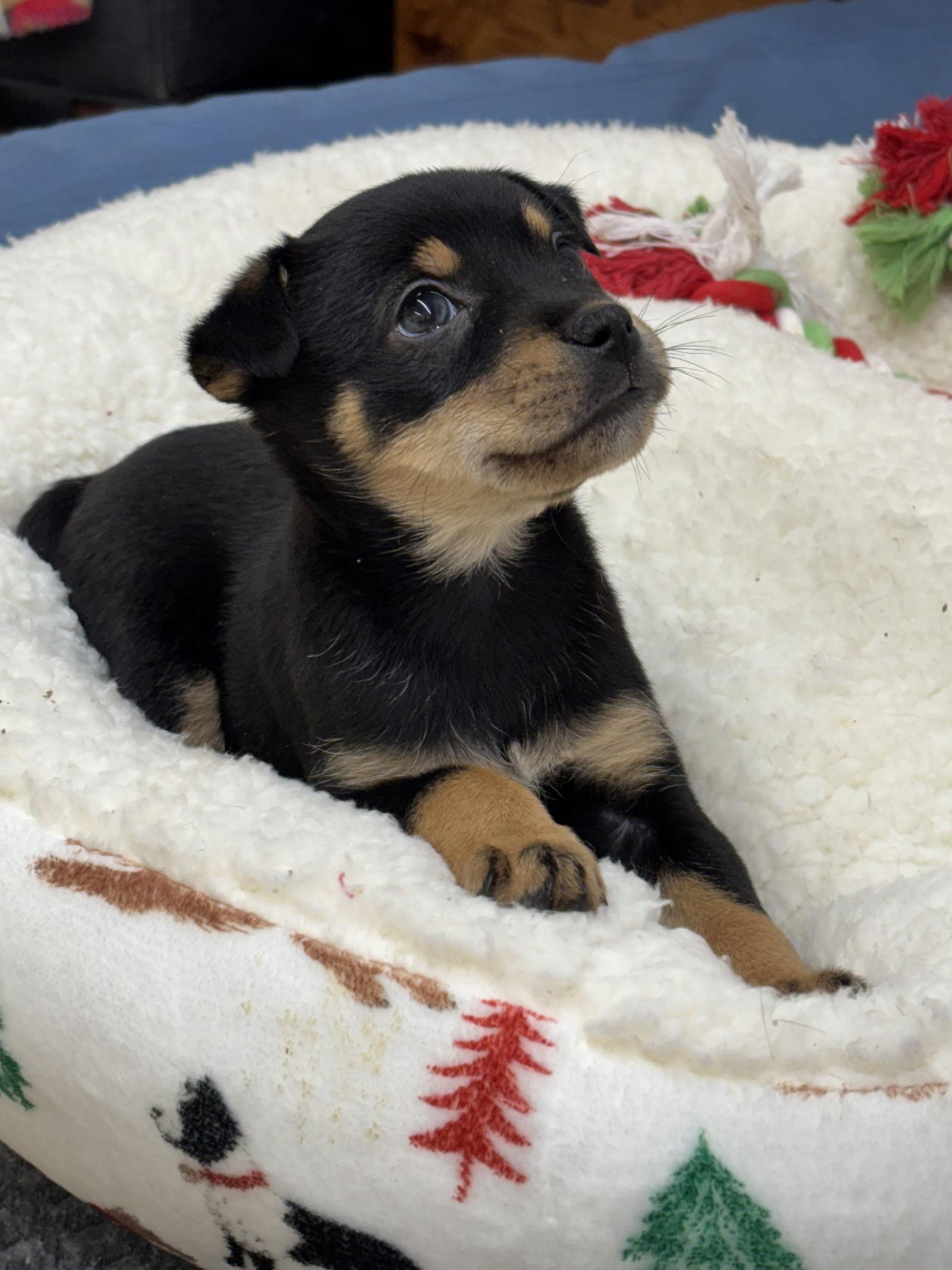Cheerie, Adoptable, Puppy Female Chihuahua & Husky.