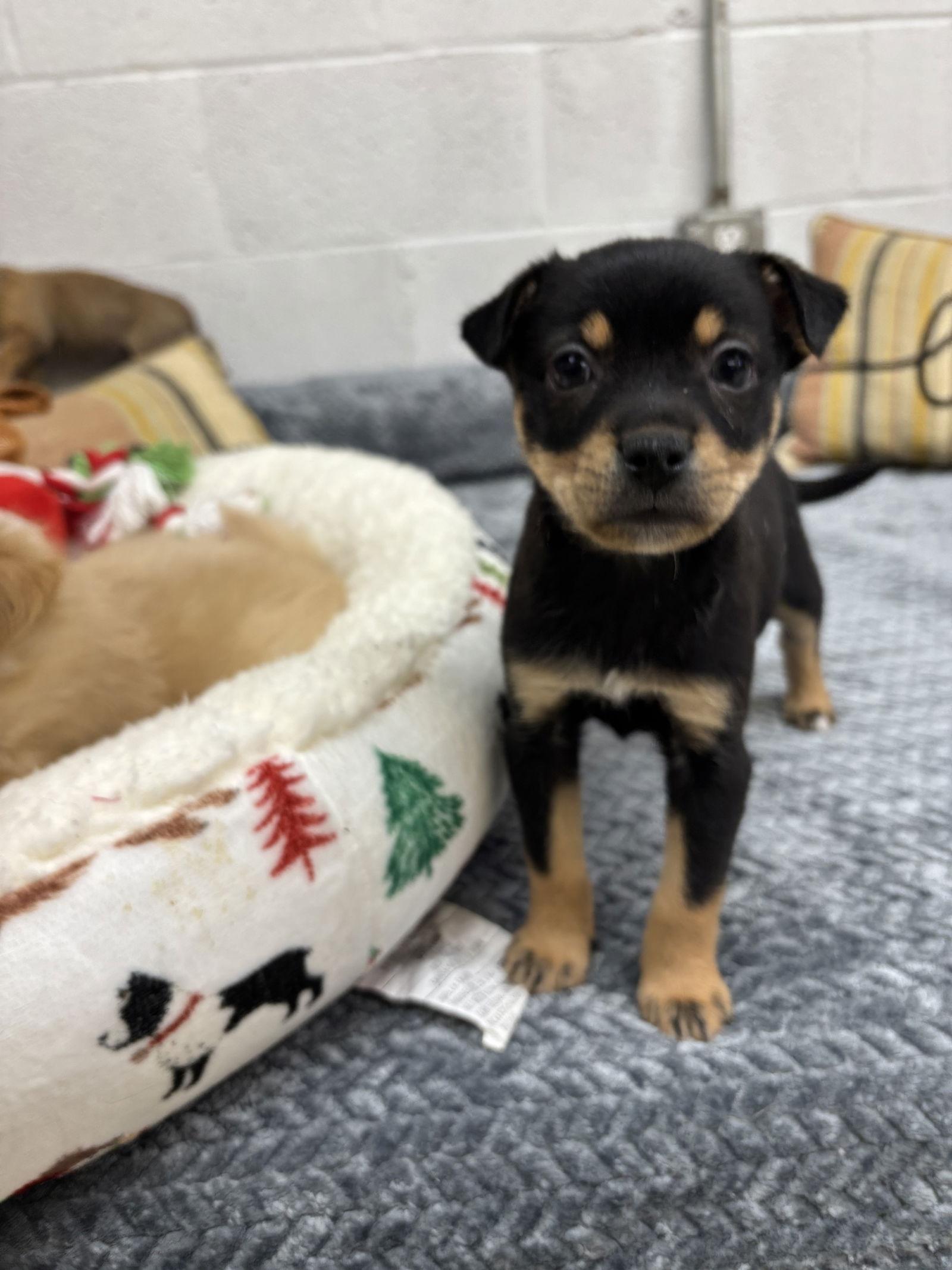 Enlarge Cheerie, a Adoptable mixed breed in York, SC image 2/3