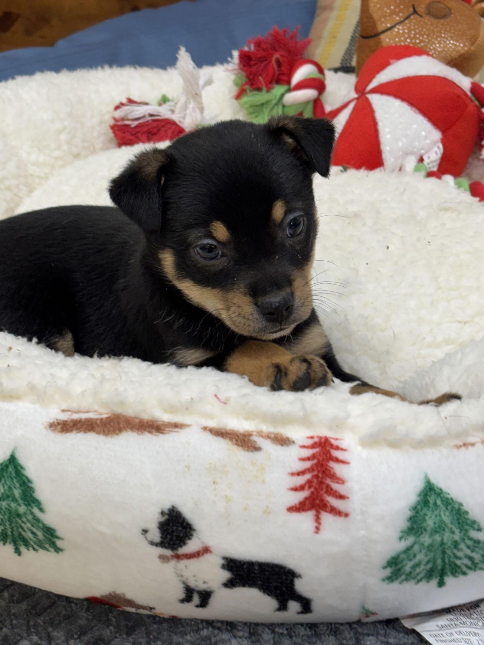 Enlarge Cheerie, a Adoptable mixed breed in York, SC image 3/3