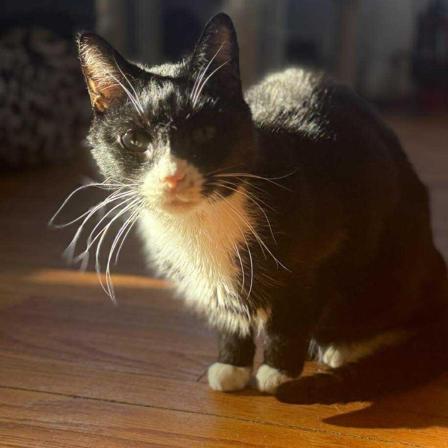 Enlarge Brendan (senior that acts like a puppy!), an adopted Tuxedo in Huntington, NY image 1/4