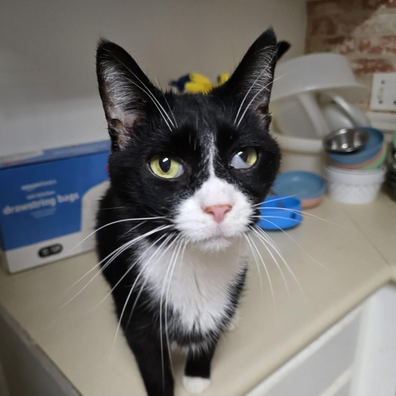 Enlarge Brendan (senior that acts like a puppy!), an adopted Tuxedo in Huntington, NY image 2/4