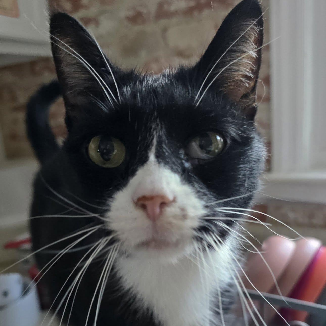 Enlarge Brendan (senior that acts like a puppy!), an adopted Tuxedo in Huntington, NY image 3/4