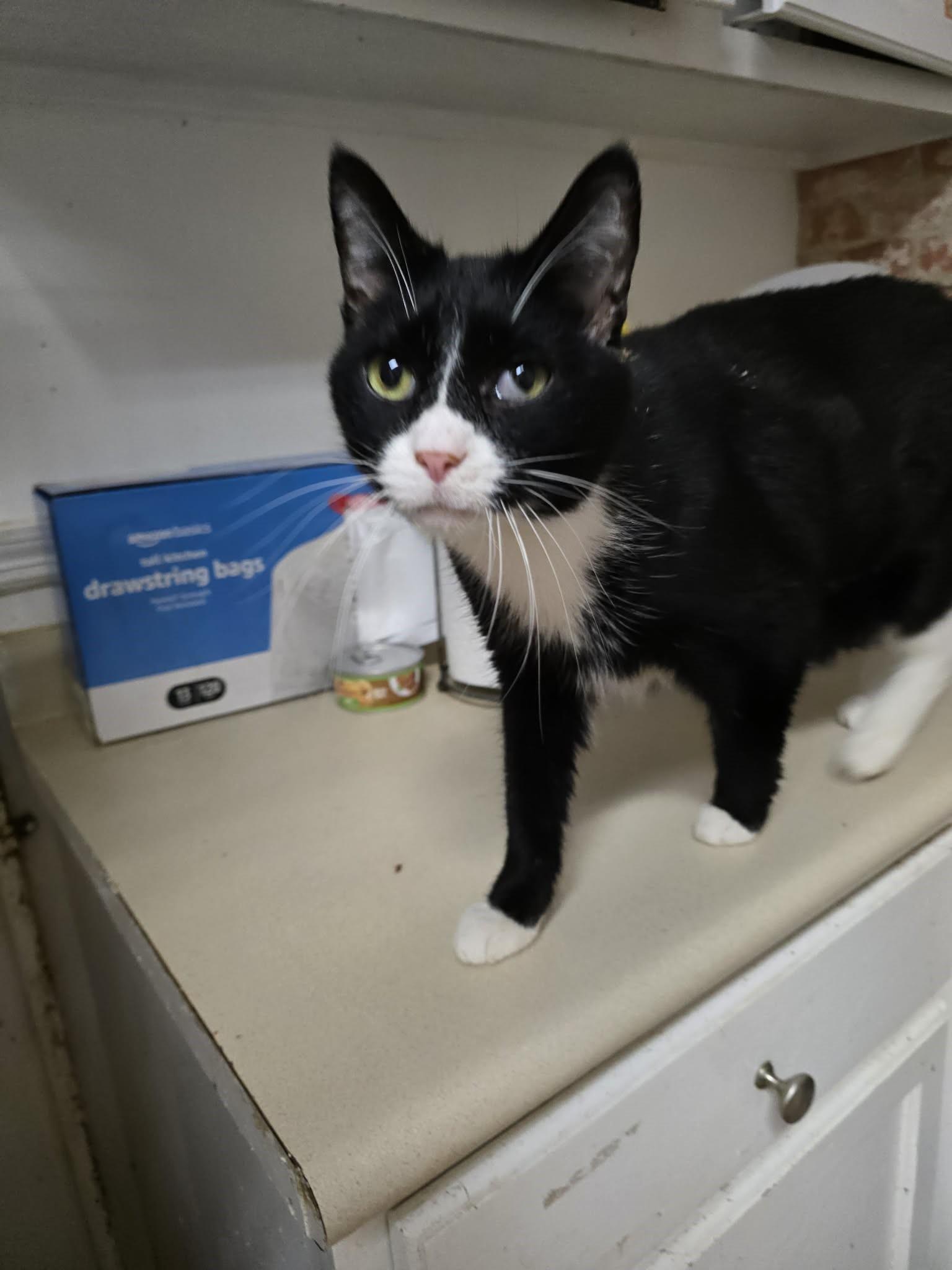 Enlarge Brendan (senior that acts like a puppy!), an adopted Tuxedo in Huntington, NY image 4/4