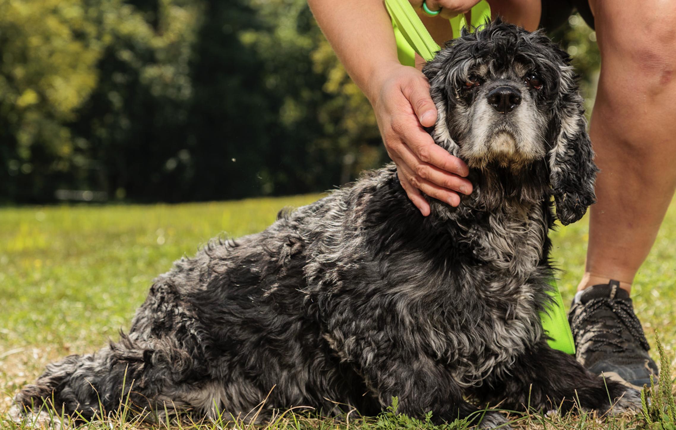 Zoe, an adoptable Cockapoo in Chester Springs, PA, 19425 | Photo Image 2
