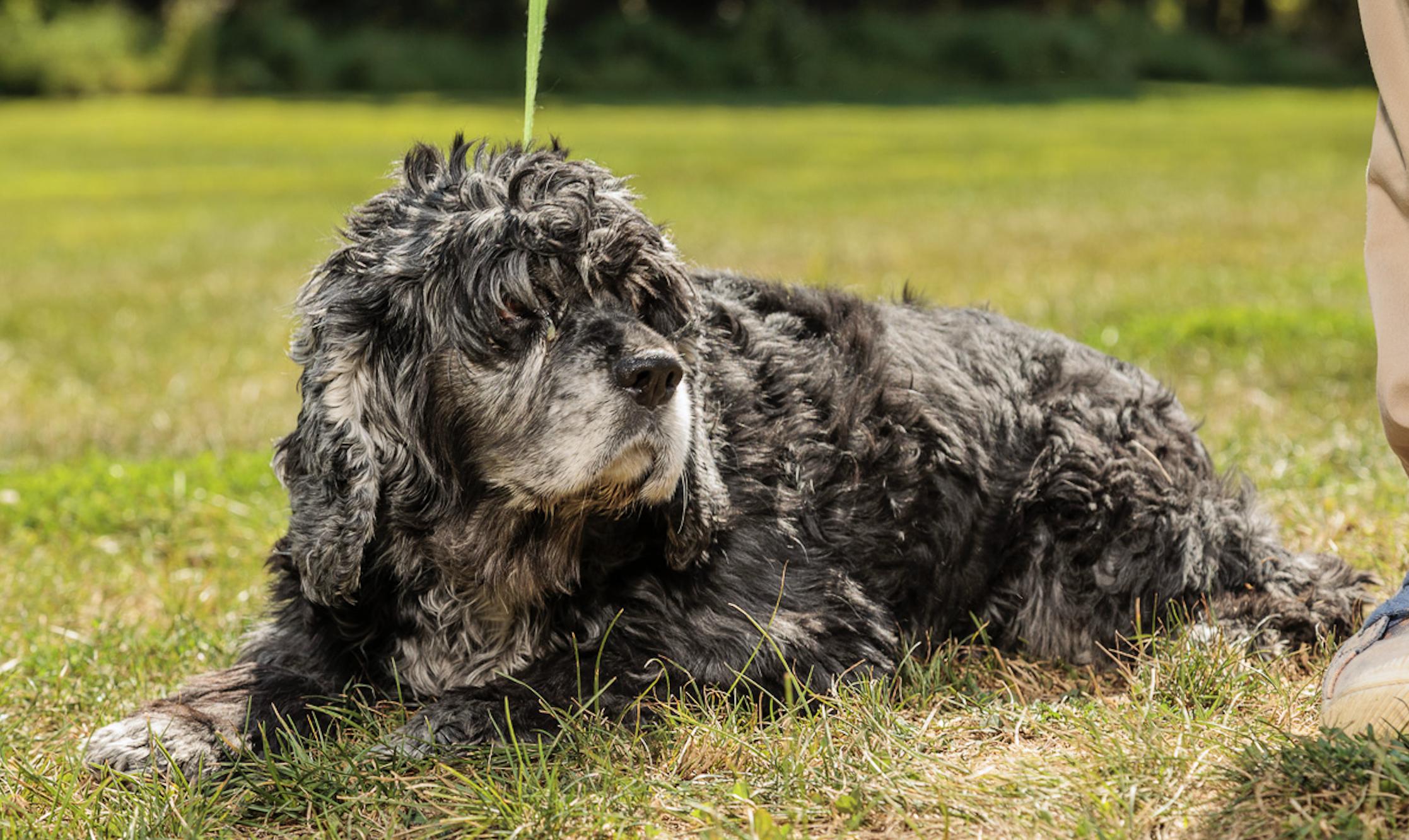 Zoe, an adoptable Cockapoo in Chester Springs, PA, 19425 | Photo Image 3