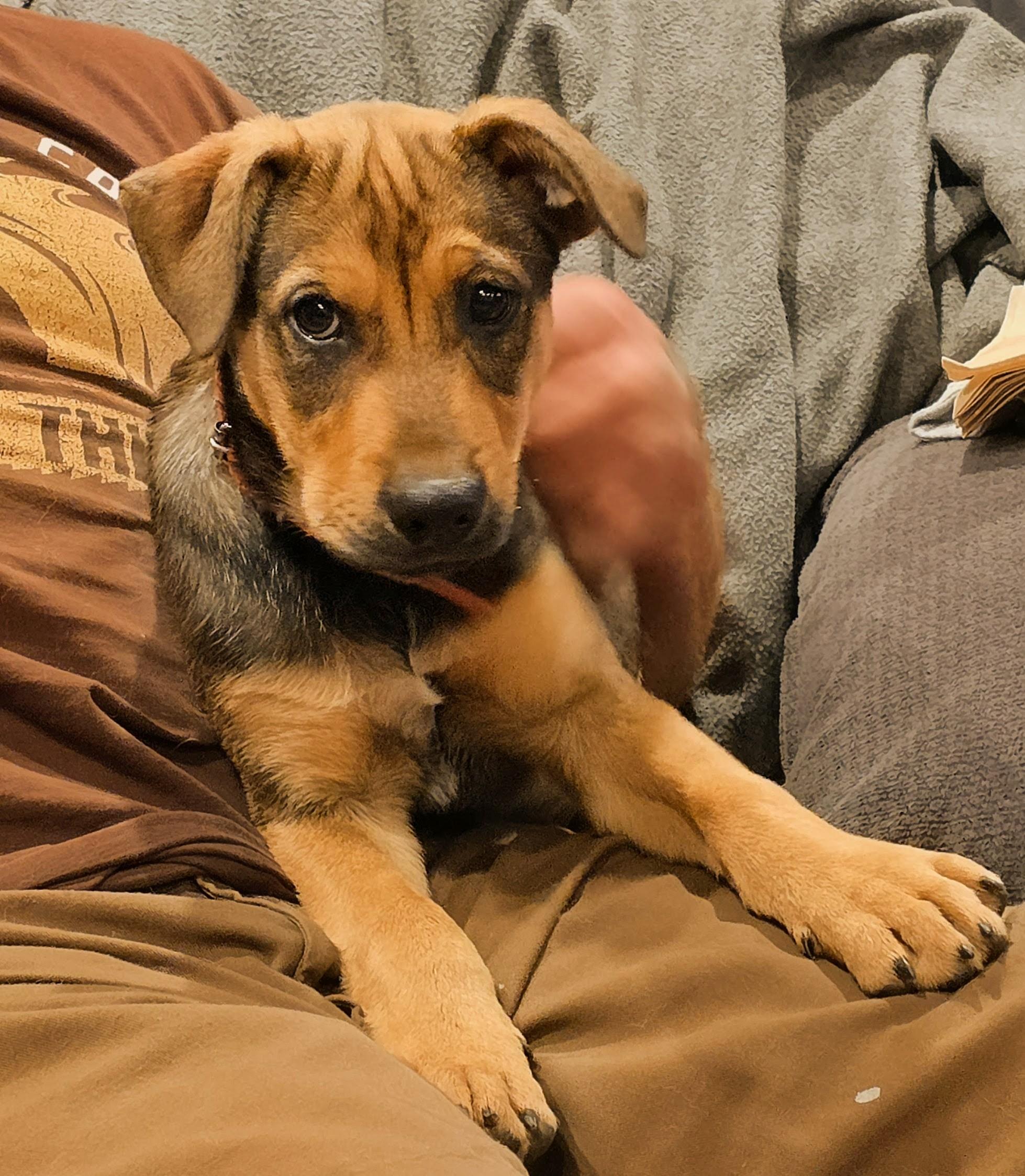 Enlarge Pooh Bear, a Adopted German Shepherd Dog in Tacoma, WA image 1/4