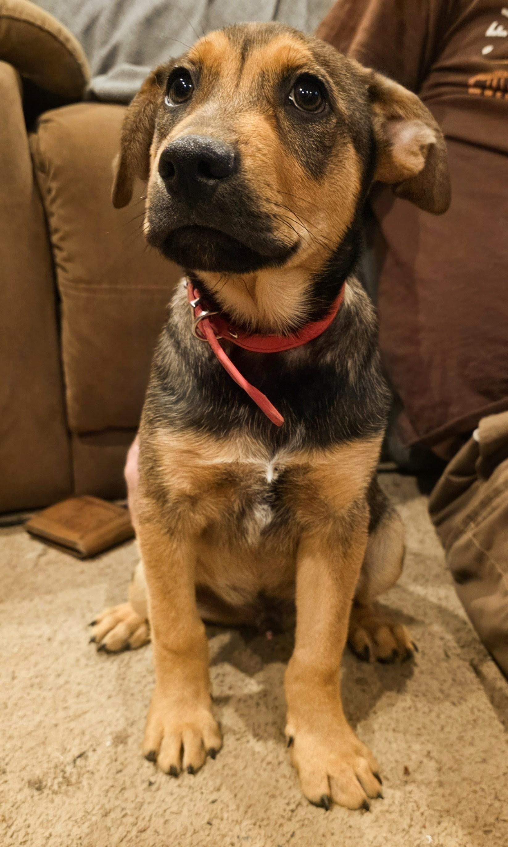 Enlarge Pooh Bear, a Adopted German Shepherd Dog in Tacoma, WA image 3/4