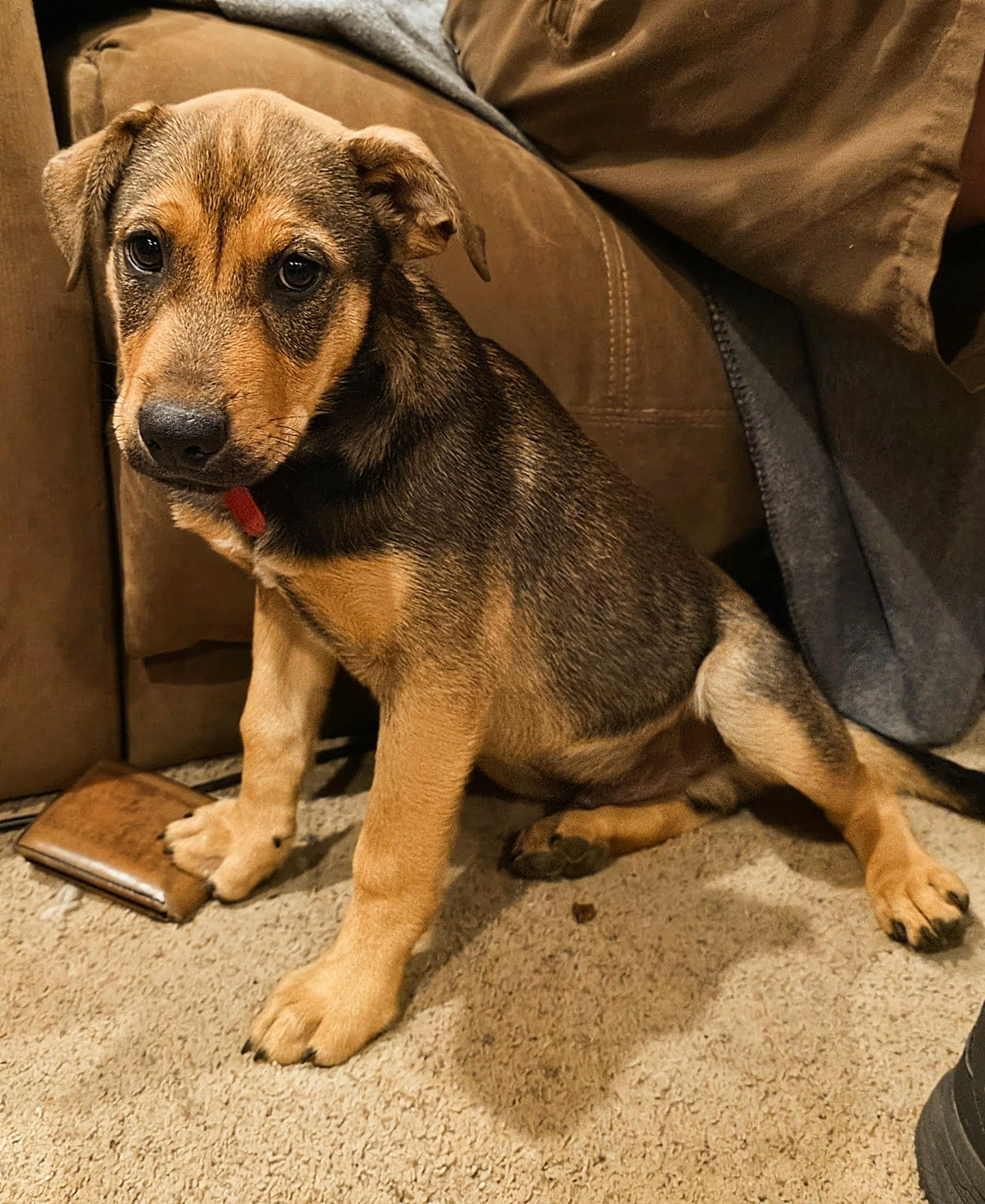 Enlarge Pooh Bear, a Adopted German Shepherd Dog in Tacoma, WA image 2/4