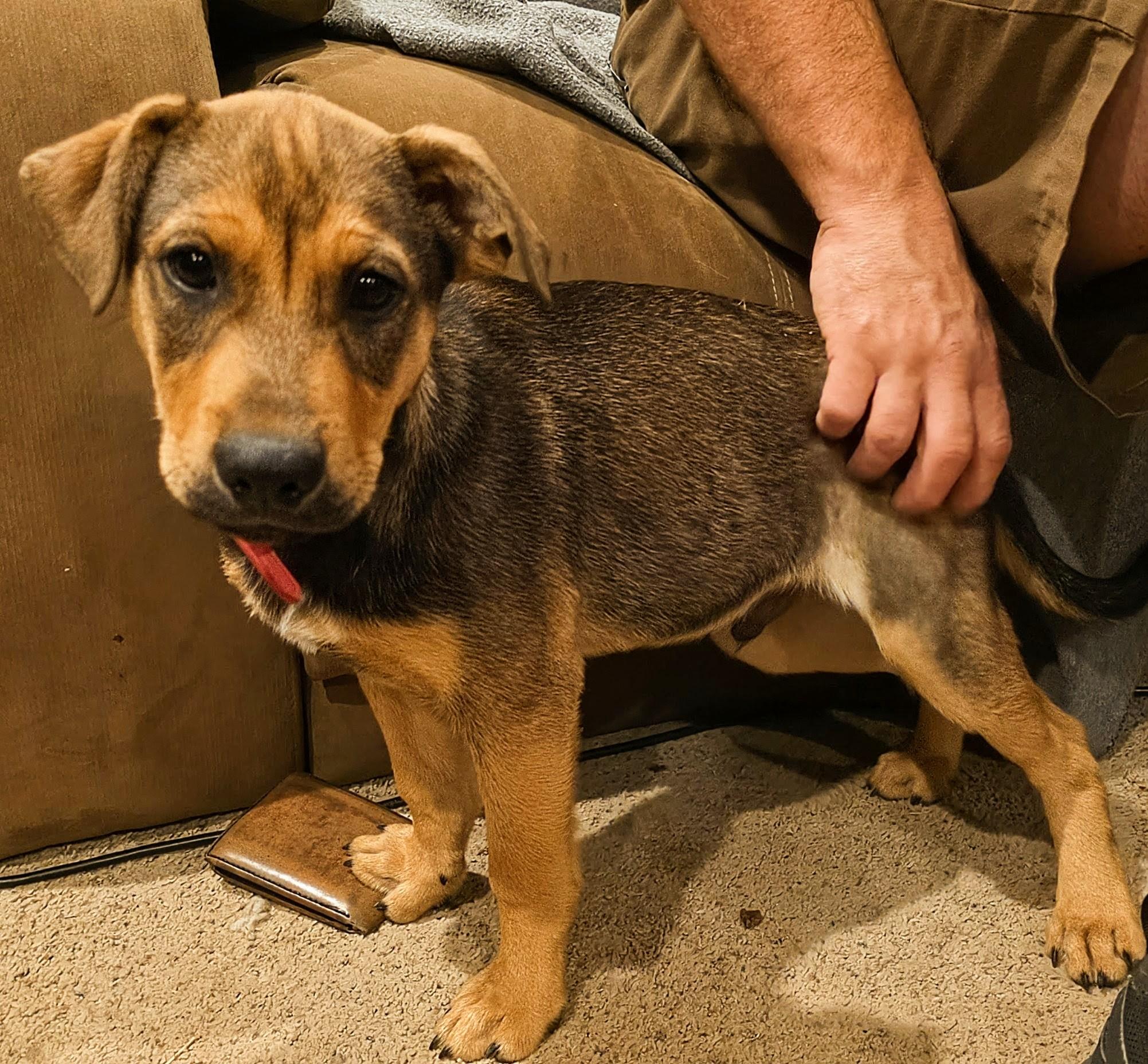Enlarge Pooh Bear, a Adopted German Shepherd Dog in Tacoma, WA image 4/4