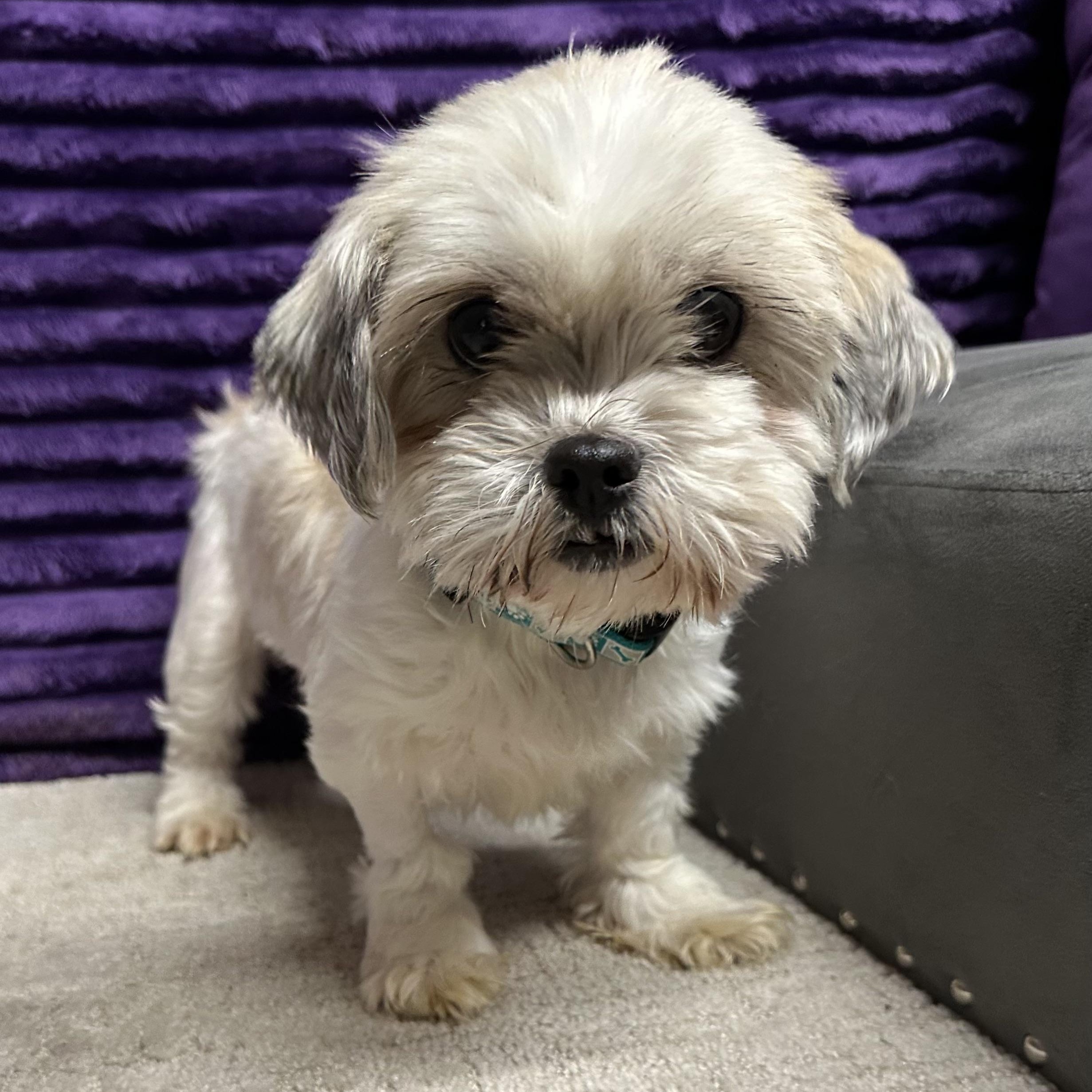 Ellington - Home Visit in Process, Adoptable, Adult Female Shih Tzu & Bichon Frise.