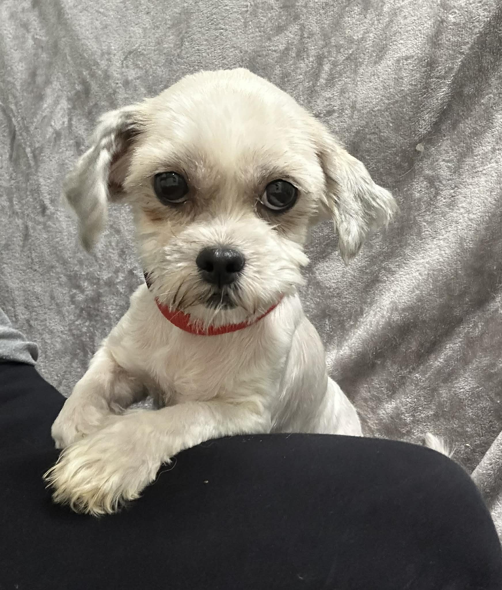 Enlarge Ellington-Foster Home Needed, a Adoptable mixed breed in Hartland, WI image 1/4