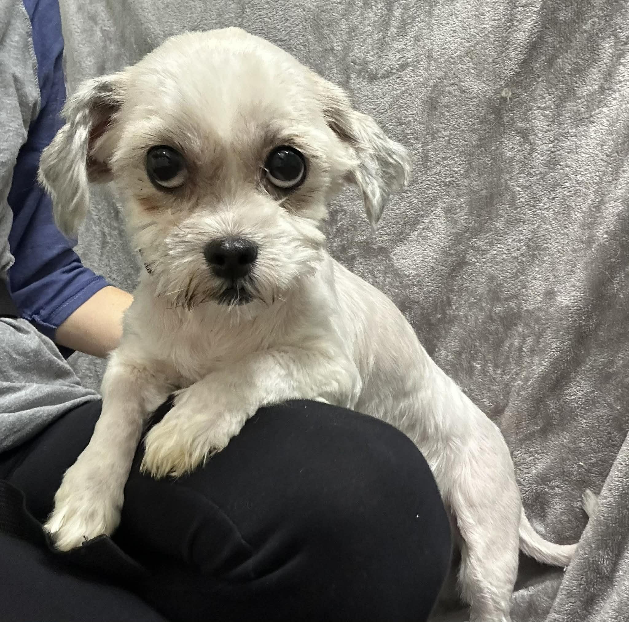 Enlarge Ellington-Foster Home Needed, a Adoptable mixed breed in Hartland, WI image 2/4