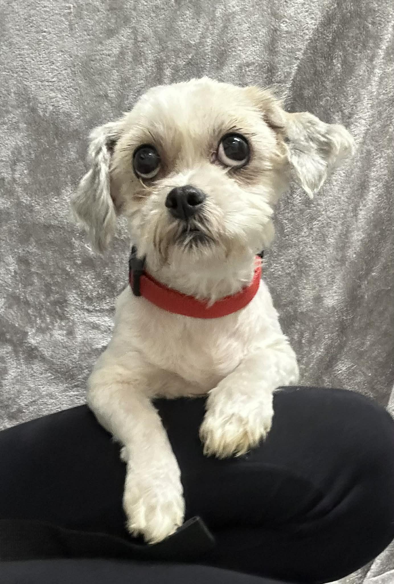 Enlarge Ellington-Foster Home Needed, a Adoptable mixed breed in Hartland, WI image 3/4