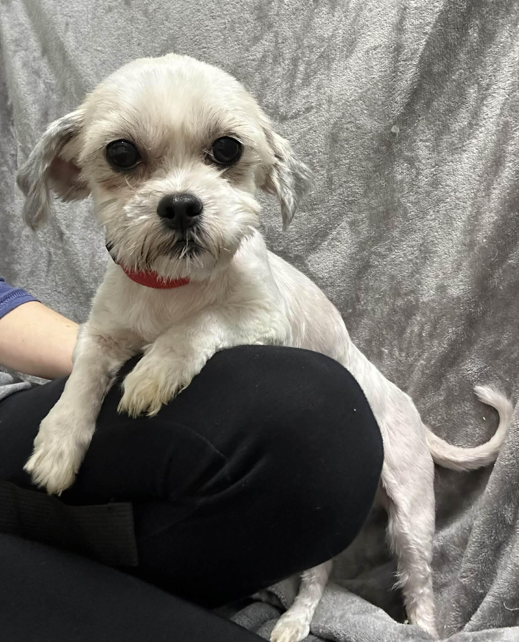 Enlarge Ellington-Foster Home Needed, a Adoptable mixed breed in Hartland, WI image 4/4