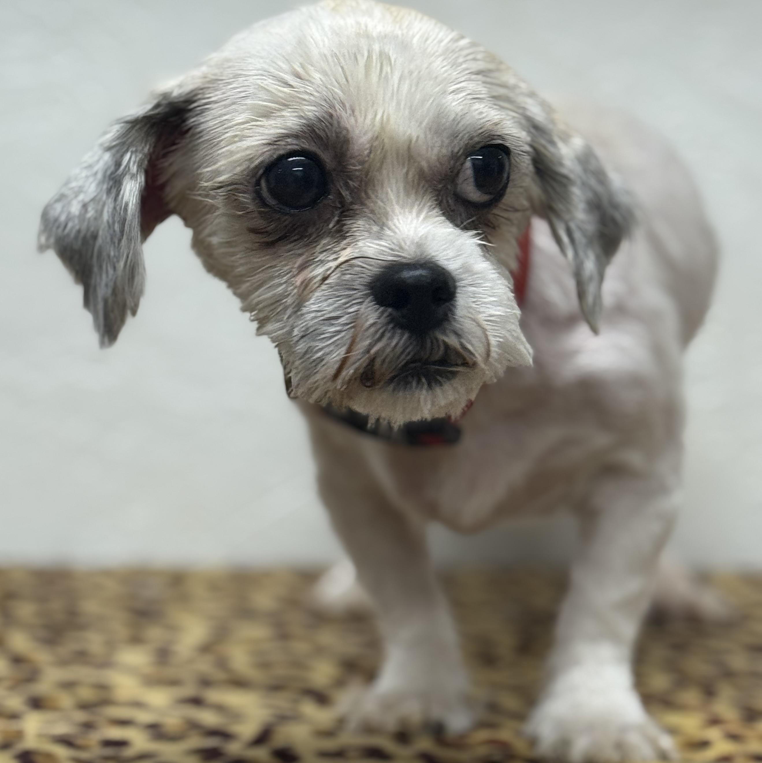 Ellington-Foster Home Needed