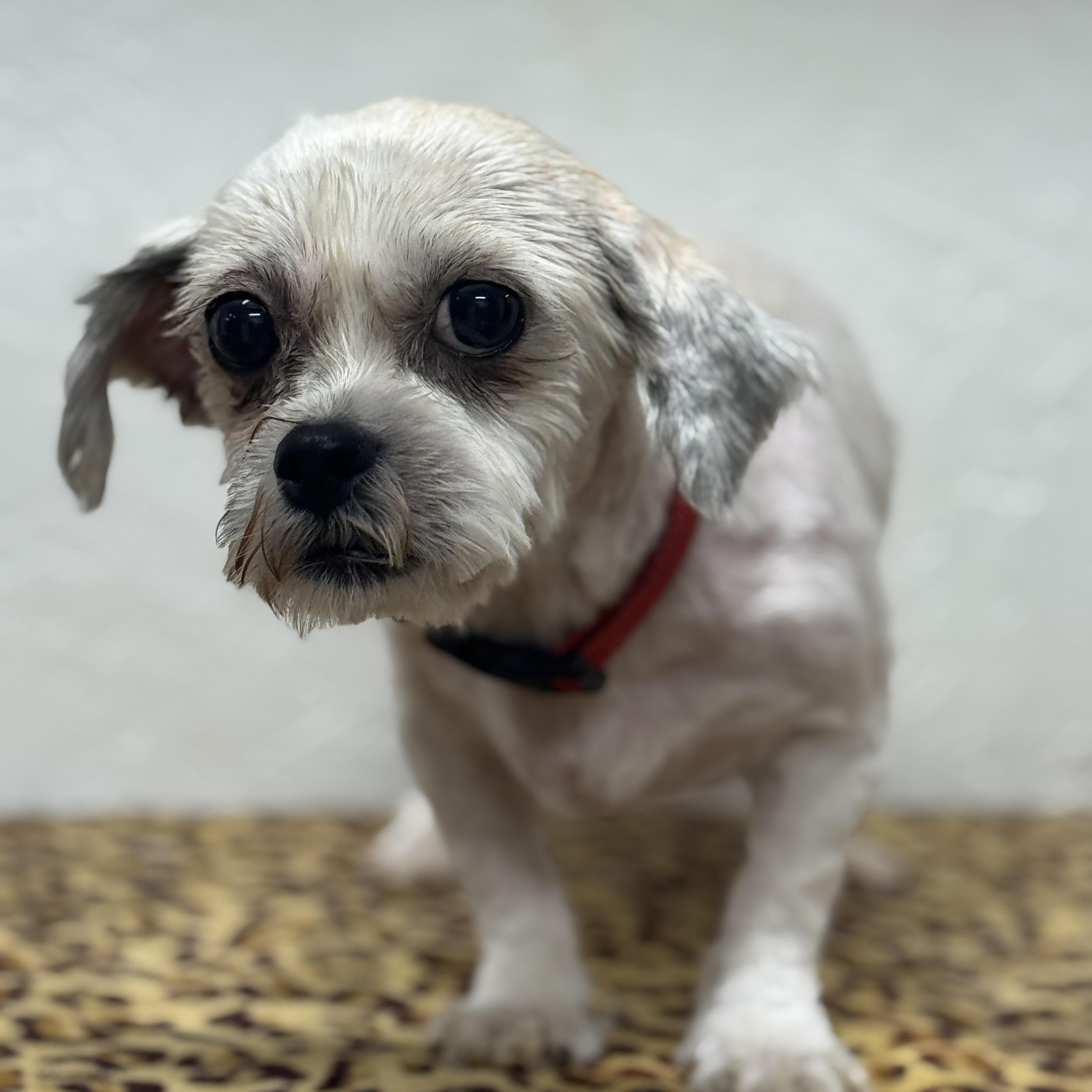 Ellington-Foster Home Needed