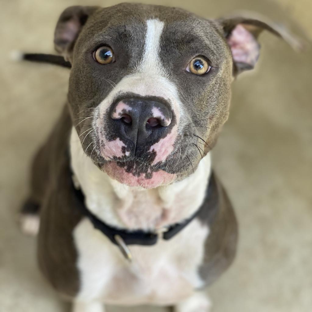 Enlarge APPA, a Adoptable mixed breed in Kyle, TX image 1/6