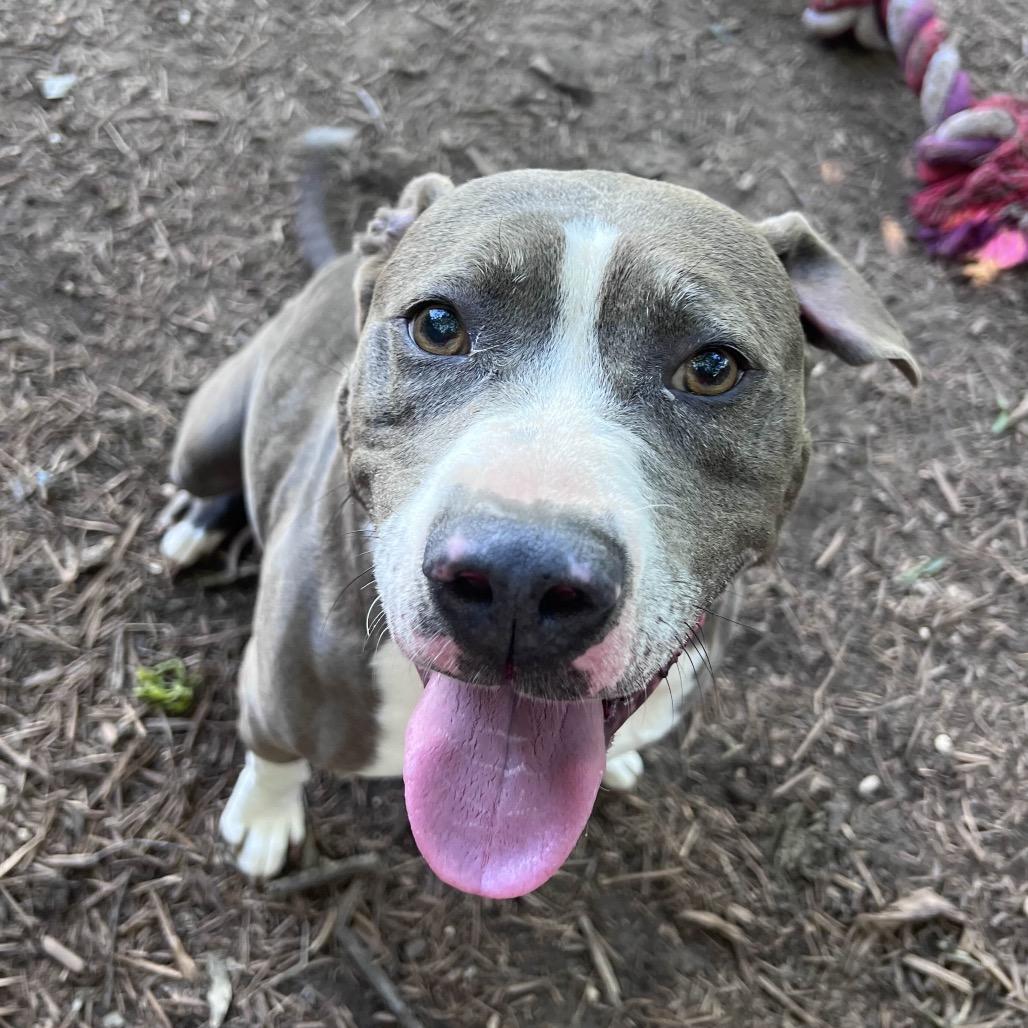 Enlarge APPA, a Adoptable mixed breed in Kyle, TX image 2/6