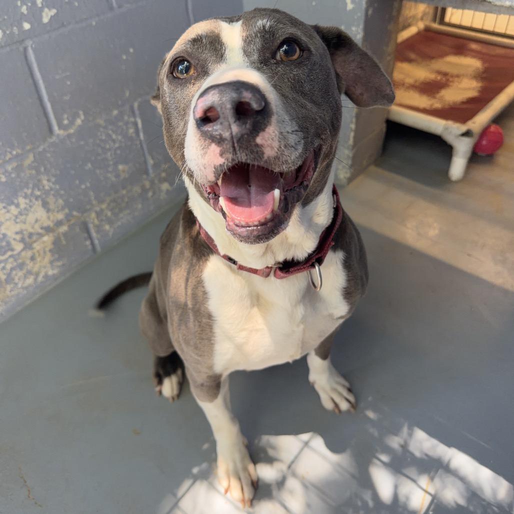 Enlarge APPA, a Adoptable mixed breed in Kyle, TX image 3/6