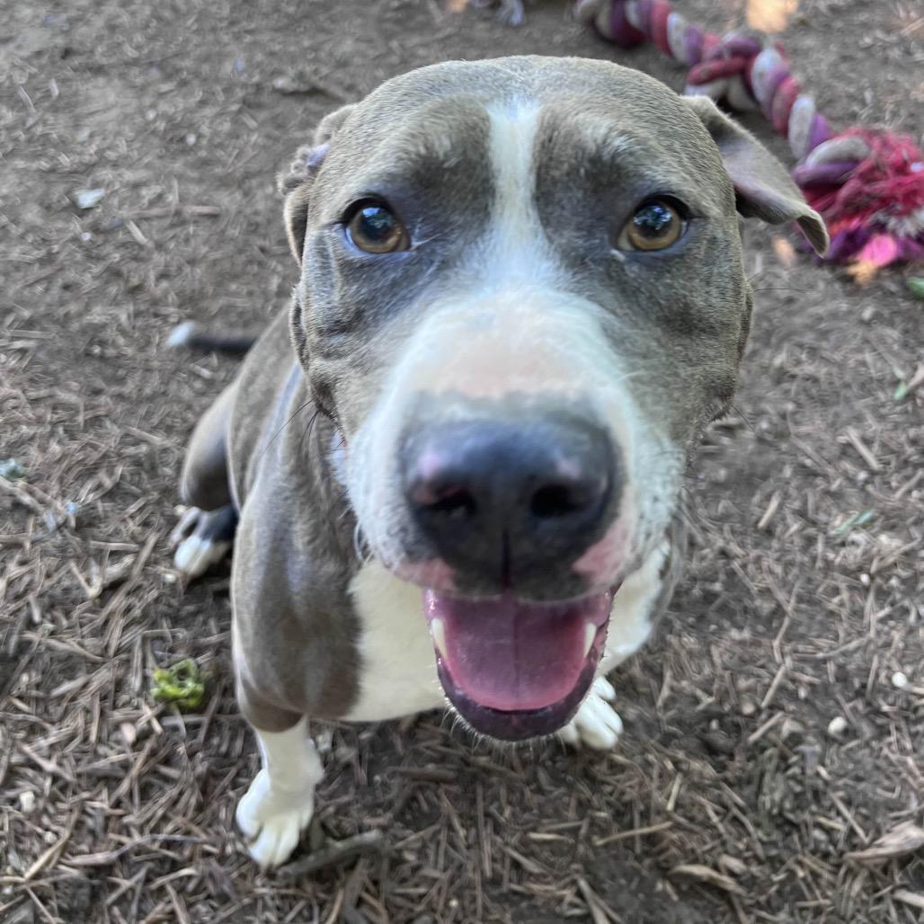 Enlarge APPA, a Adoptable mixed breed in Kyle, TX image 2/6