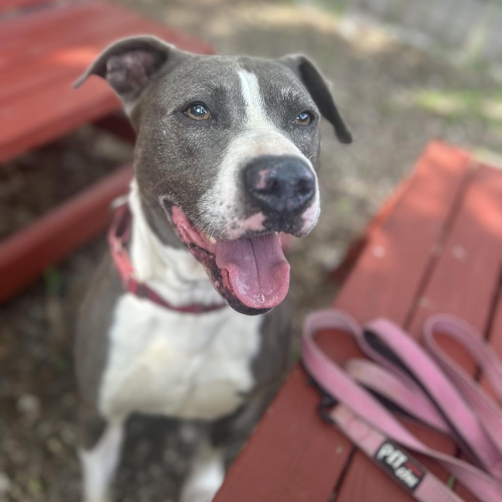 Enlarge APPA, a Adoptable mixed breed in Kyle, TX image 4/6