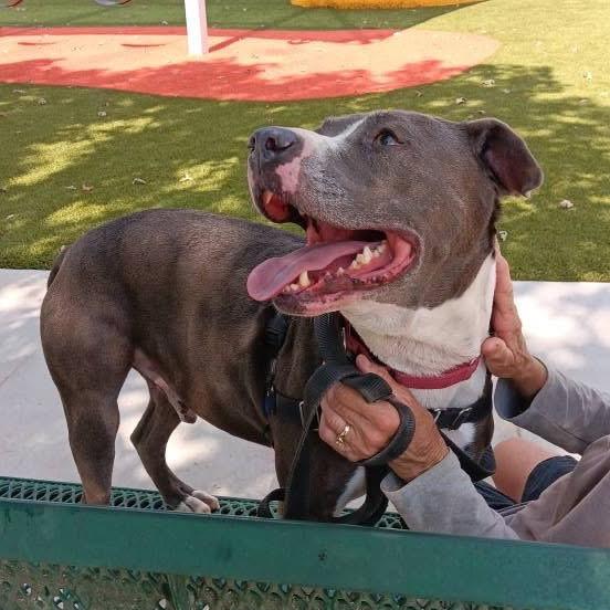 Enlarge APPA, a Adoptable mixed breed in Kyle, TX image 3/6