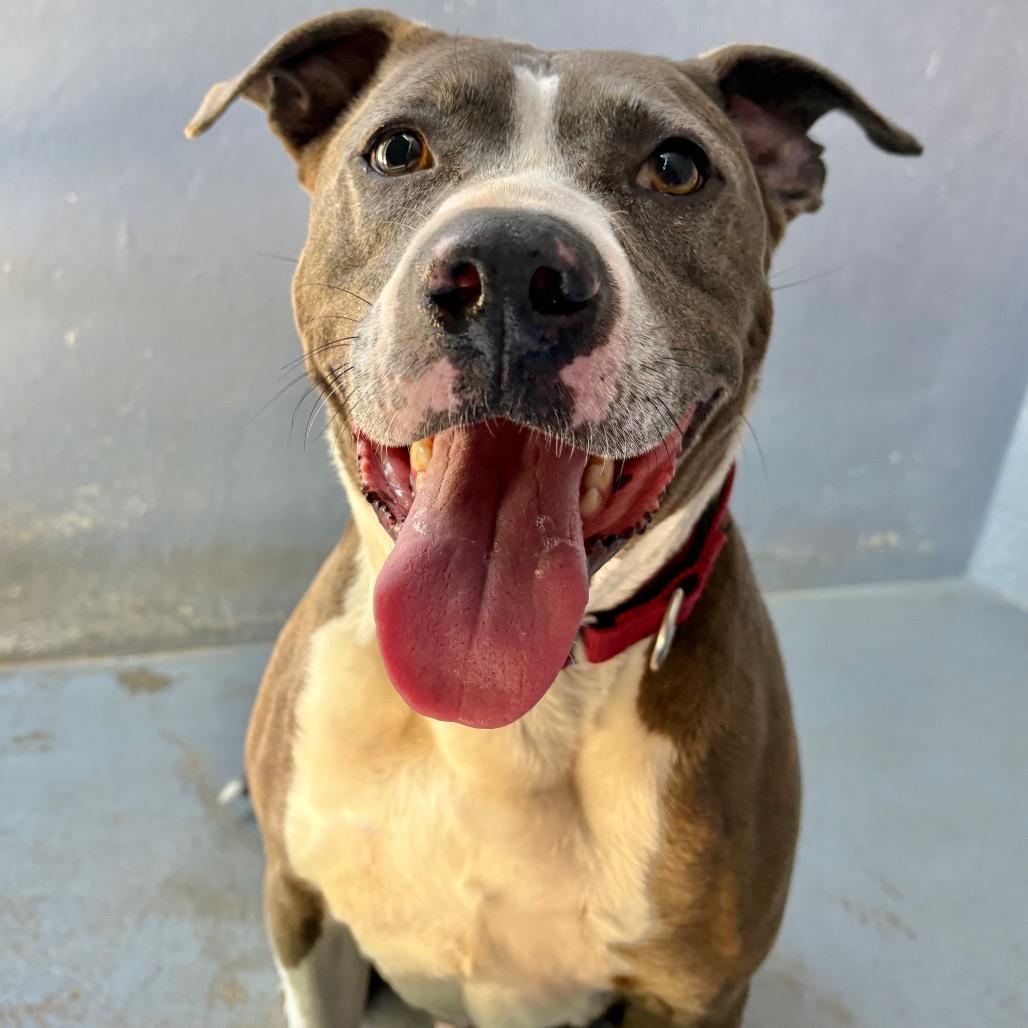 Enlarge APPA, a Adoptable mixed breed in Kyle, TX image 4/6