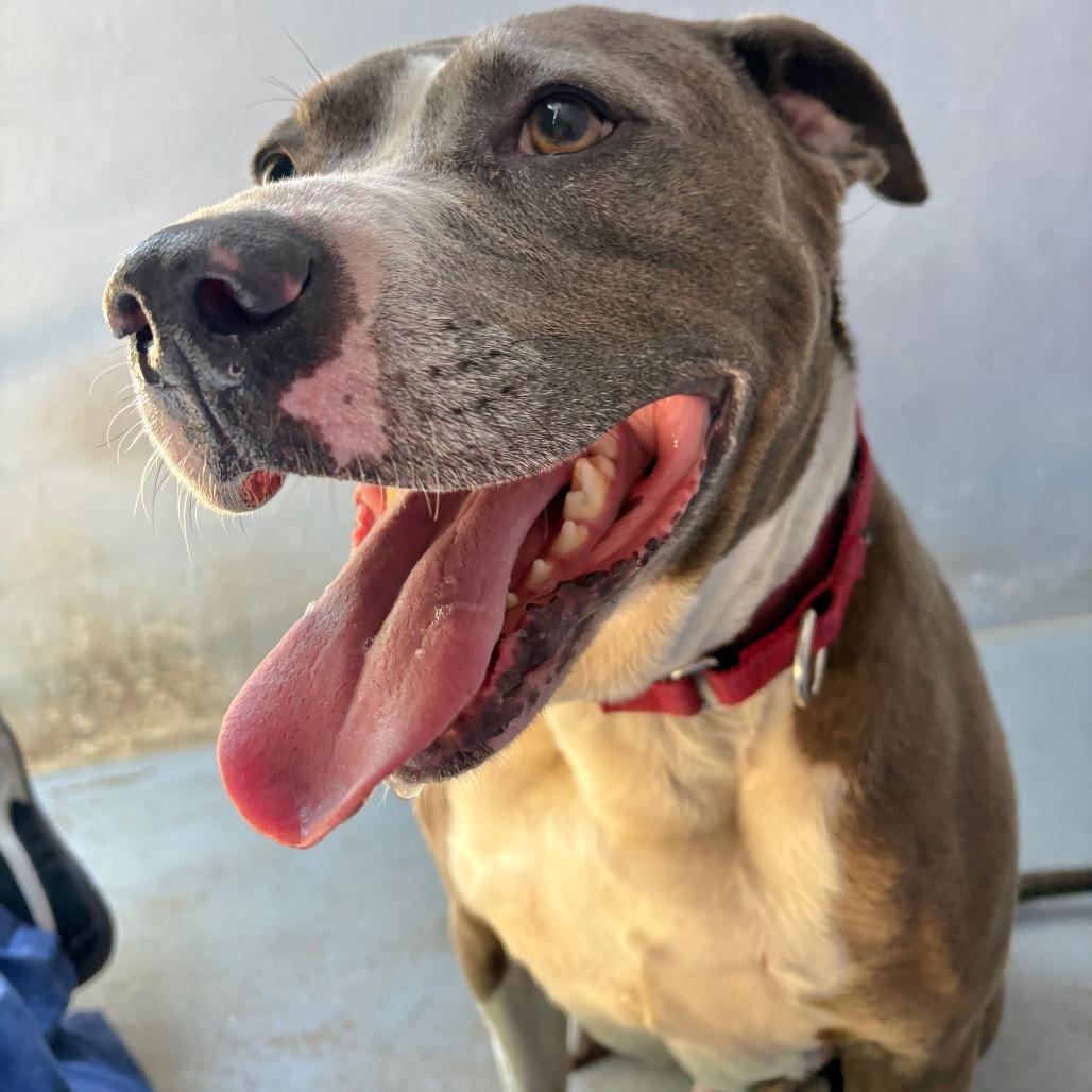 Enlarge APPA, a Adoptable mixed breed in Kyle, TX image 5/6