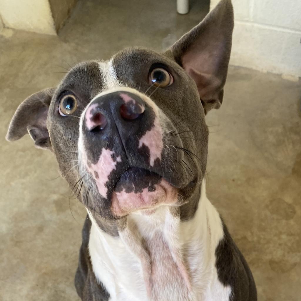 Enlarge APPA, a Adoptable mixed breed in Kyle, TX image 6/6