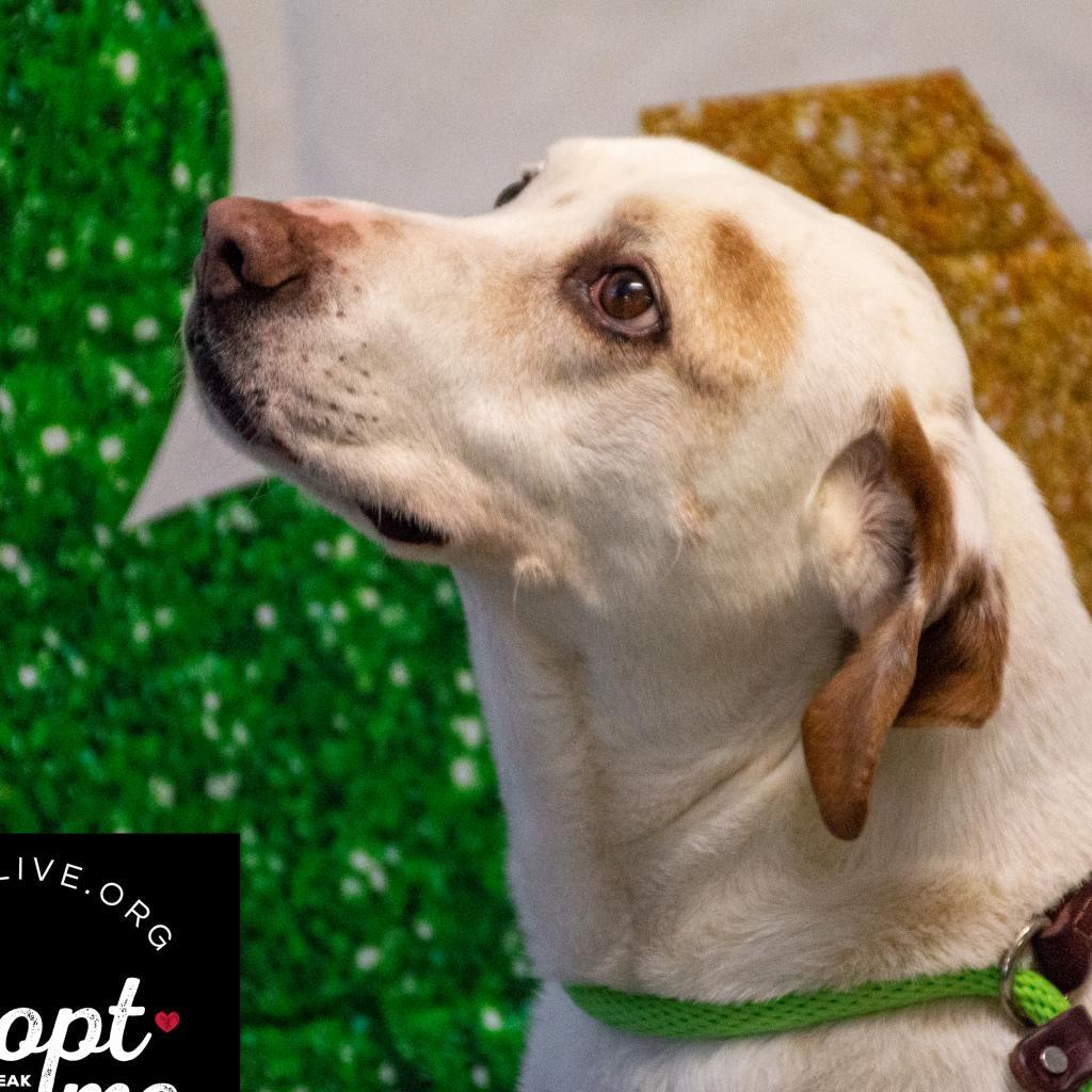 Enlarge Donnie, a Adoptable mixed breed in Middletown, NY image 2/6