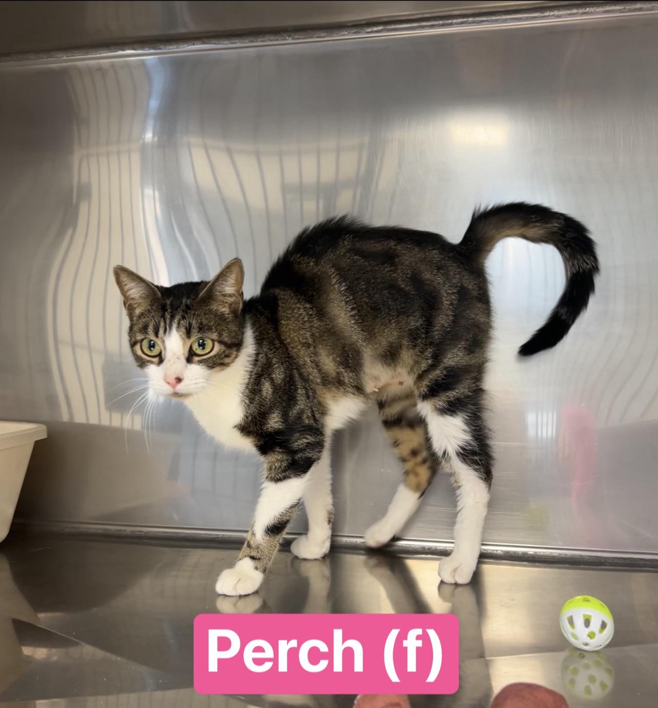 Enlarge Perch, a Adoptable Domestic Short Hair in Montville, NJ image 2/2