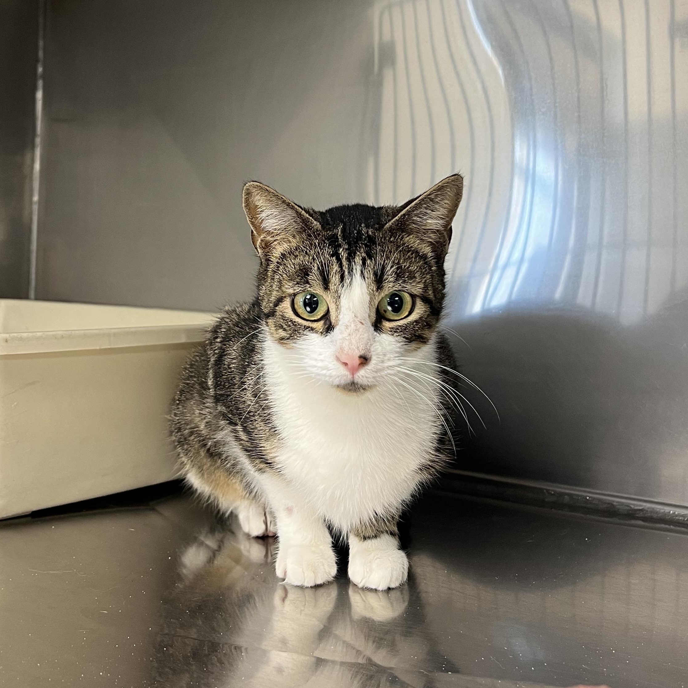 Perch, Adoptable, Young Female Domestic Short Hair.