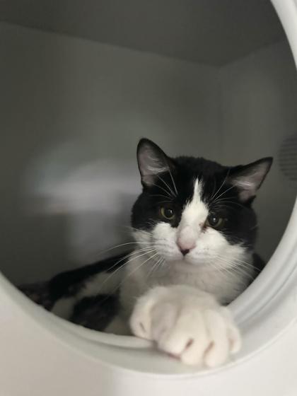 Enlarge Piccolo, a ADOPTABLE Domestic Short Hair in Traverse City, MI image 2/3