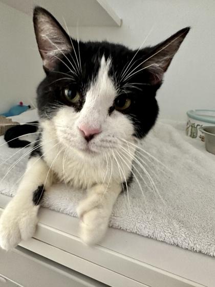 Enlarge Piccolo, a ADOPTABLE Domestic Short Hair in Traverse City, MI image 1/3