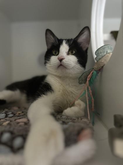 Enlarge Piccolo, a ADOPTABLE Domestic Short Hair in Traverse City, MI image 3/3
