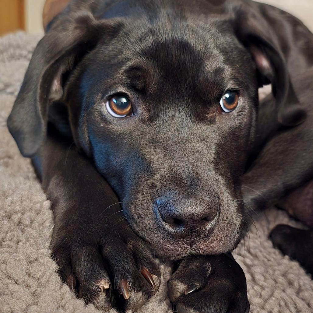 Enlarge Mocha, a Adoptable mixed breed in Edwards, IL image 1/6