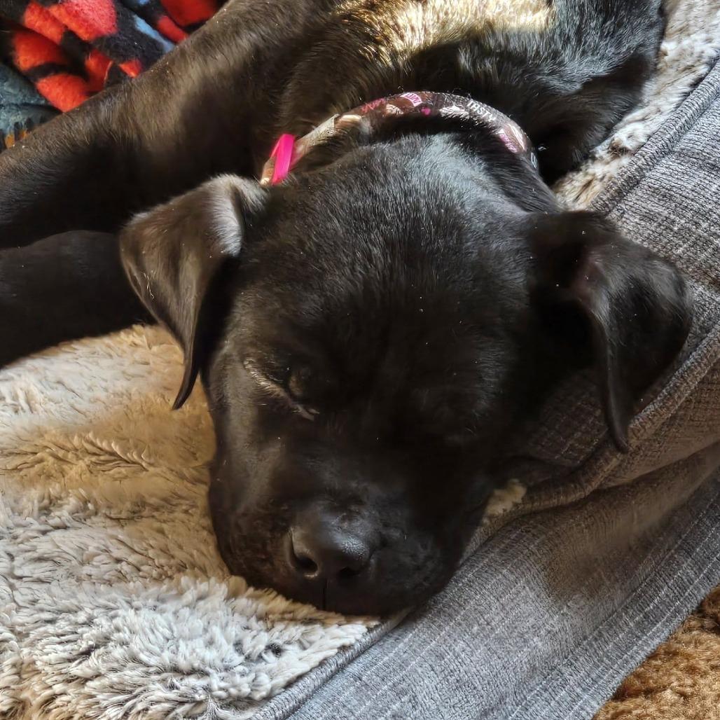 Enlarge Mocha, a Adoptable mixed breed in Edwards, IL image 5/6