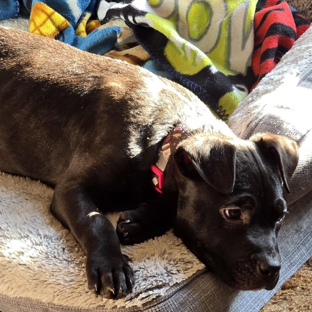 Enlarge Mocha, a Adoptable mixed breed in Edwards, IL image 6/6