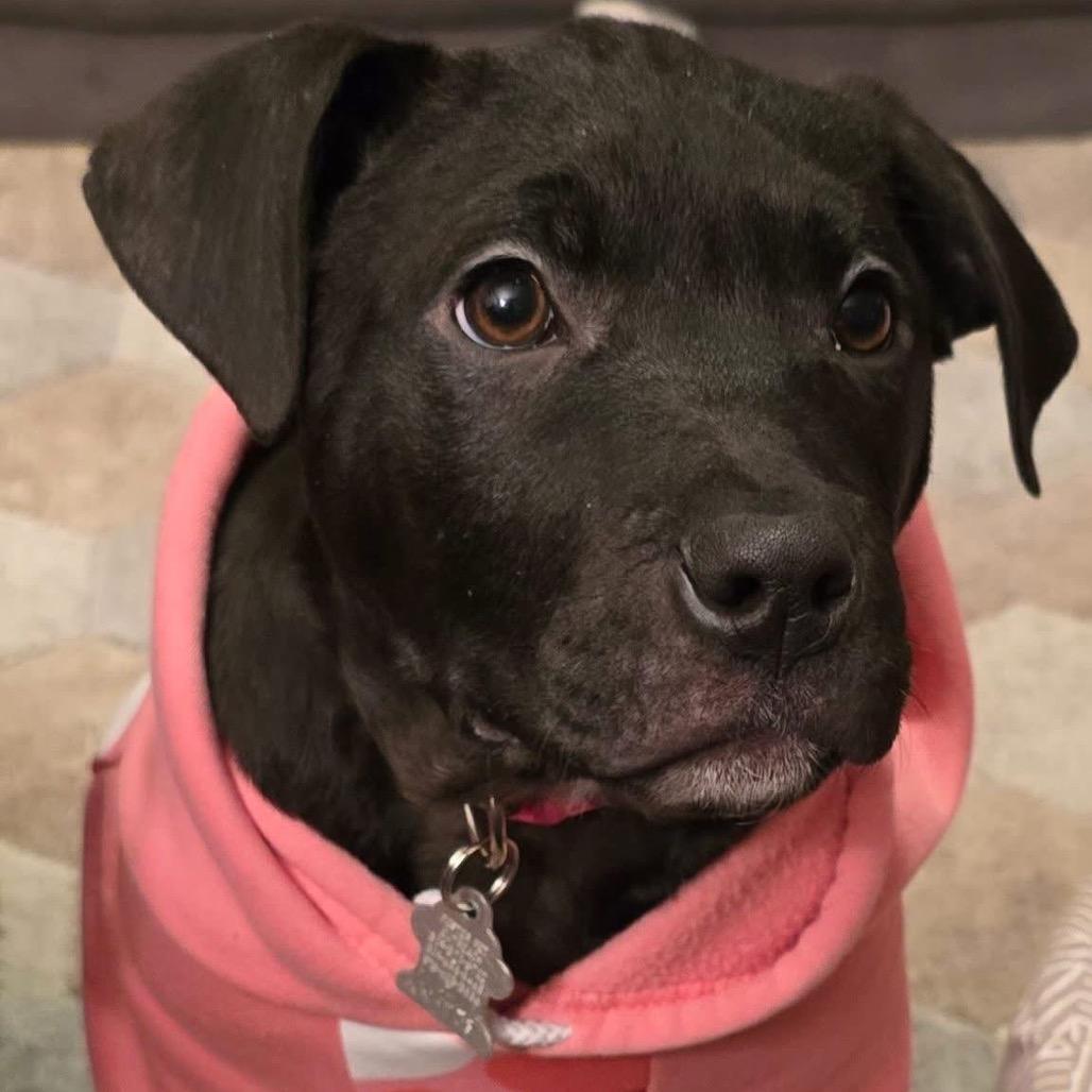 Enlarge Mocha, a Adoptable mixed breed in Edwards, IL image 2/6