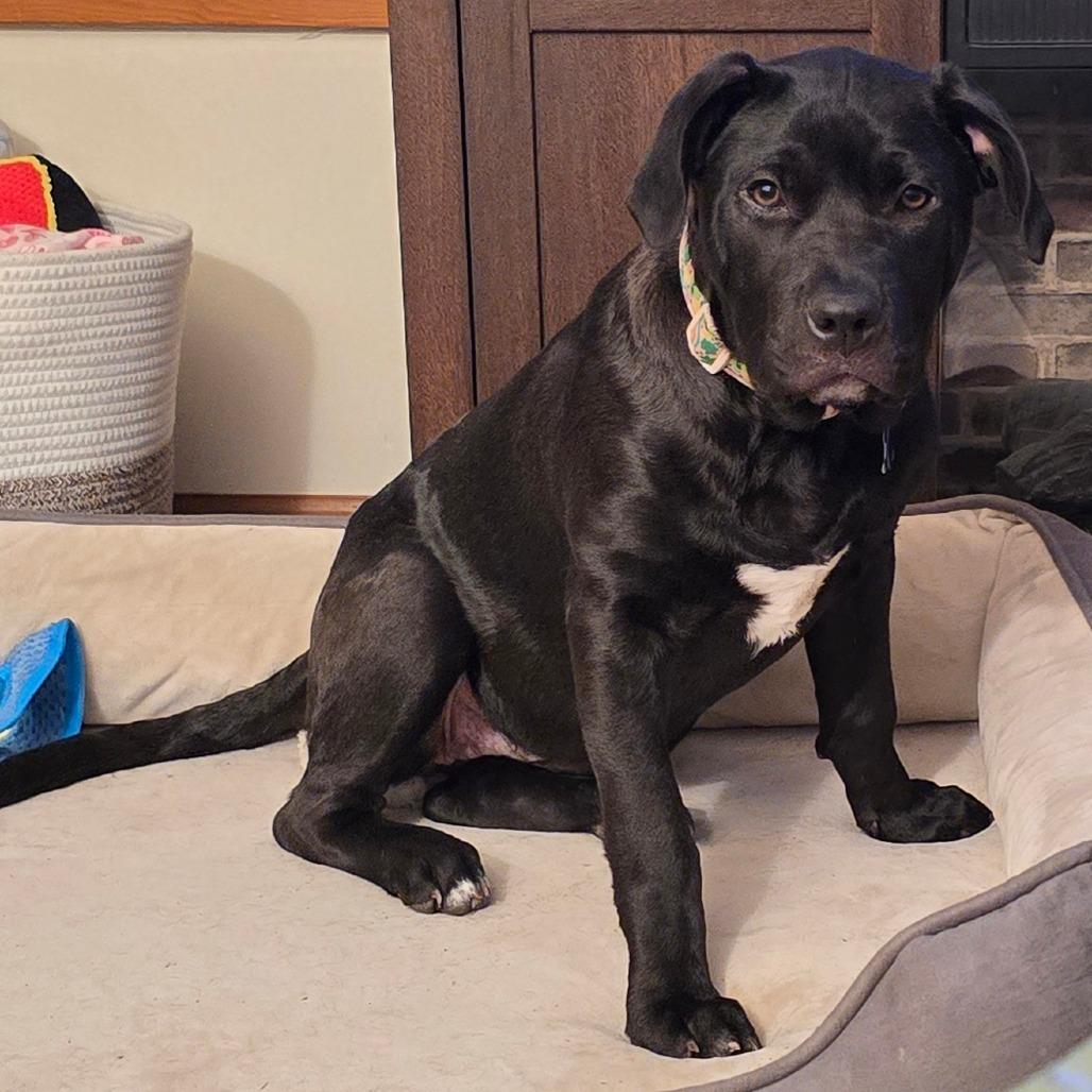 Enlarge Mocha, a Adoptable mixed breed in Edwards, IL image 3/6