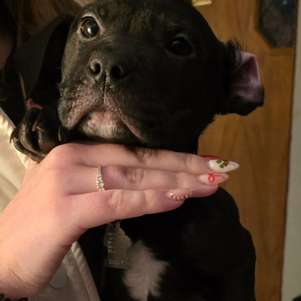 Enlarge Mocha, a Adoptable mixed breed in Edwards, IL image 1/1