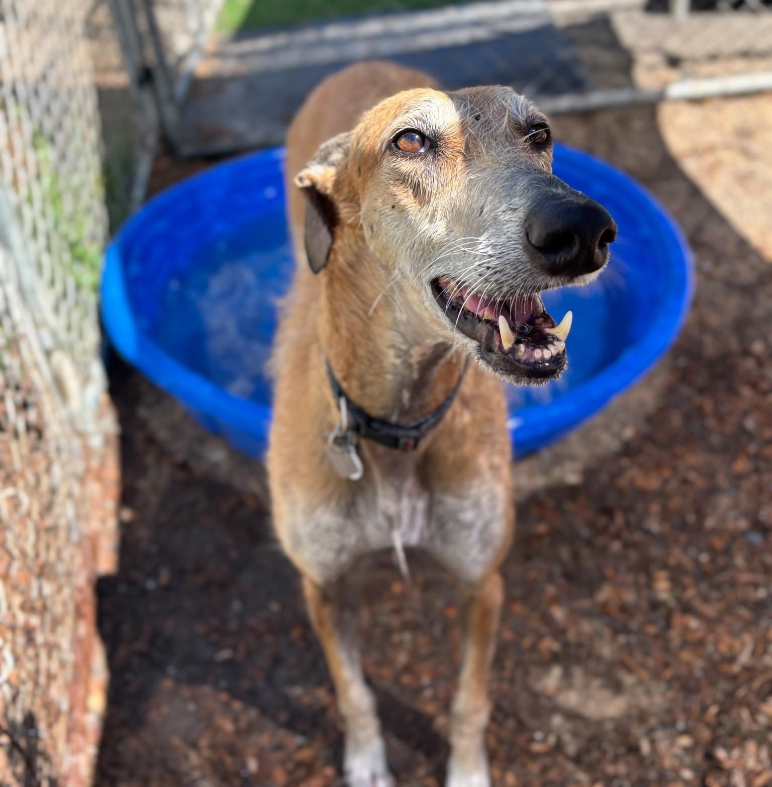 Gigi, Adopted, Adult Female Greyhound & Scottish Deerhound.