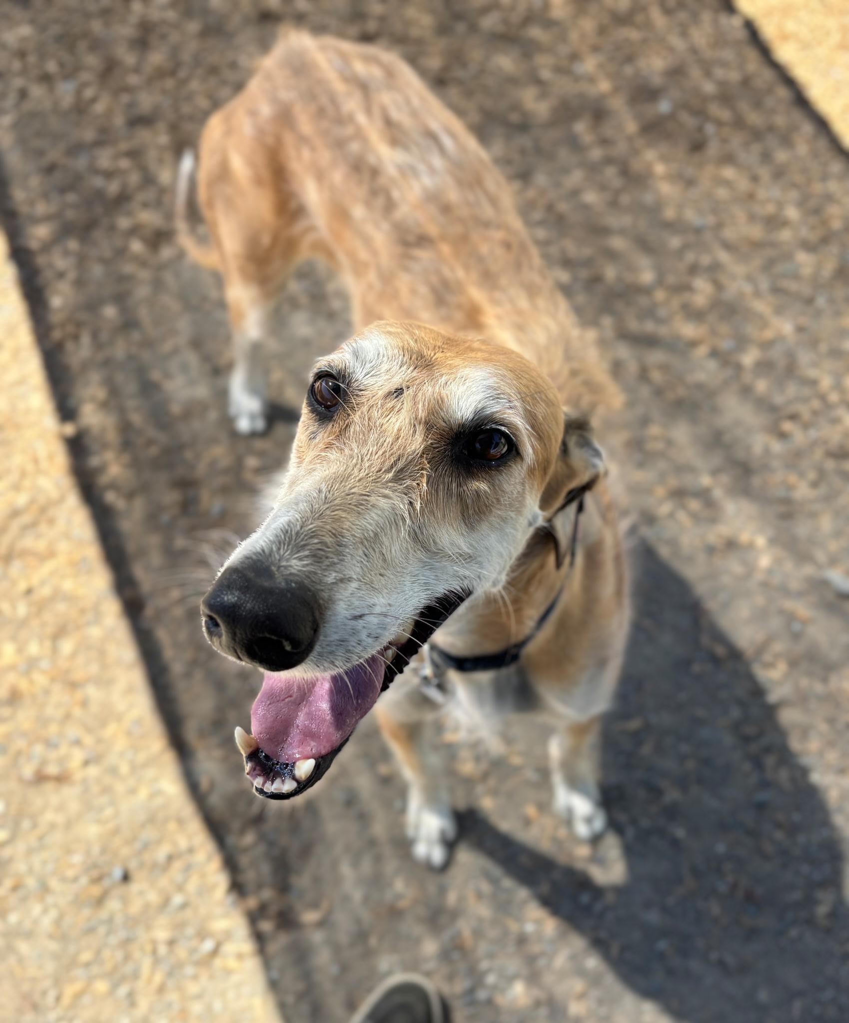 Enlarge Gigi, a Adopted mixed breed in Santa Rosa, CA image 4/4