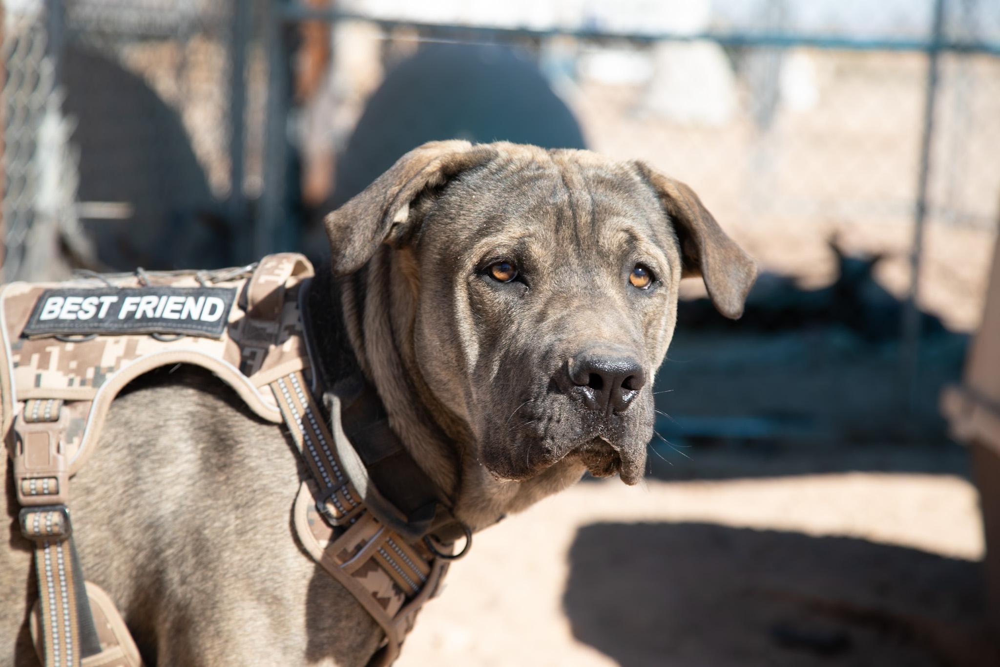 Sheamus, a ADOPTABLE Cane Corso in Casa Grande, AZ image 2/3