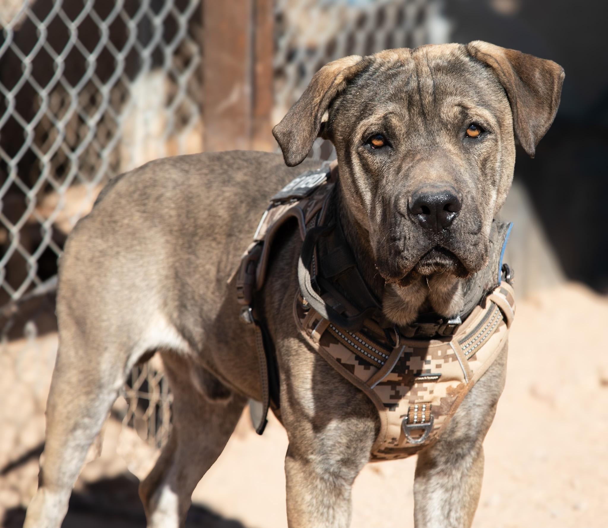 Sheamus, a ADOPTABLE Cane Corso in Casa Grande, AZ image 1/3