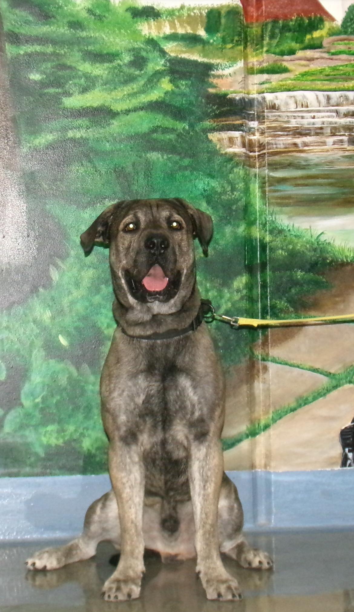 Sheamus, a ADOPTABLE Cane Corso in Casa Grande, AZ image 3/3