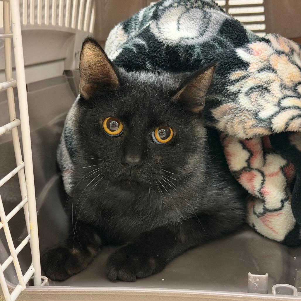 Enlarge Anchovy, a Adoptable Domestic Medium Hair in Naperville, IL image 1/5