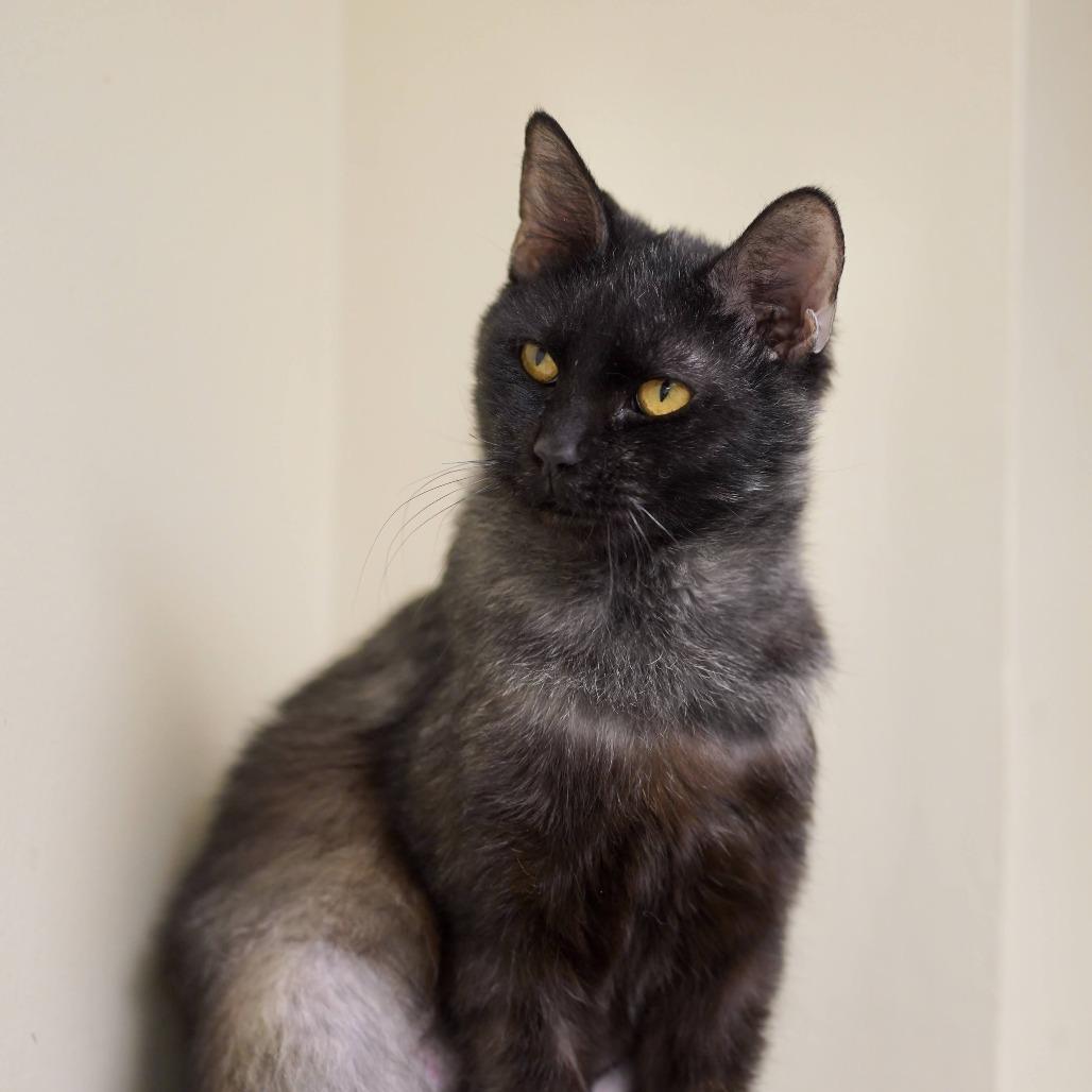 Enlarge Anchovy, a Adoptable Domestic Medium Hair in Naperville, IL image 2/6