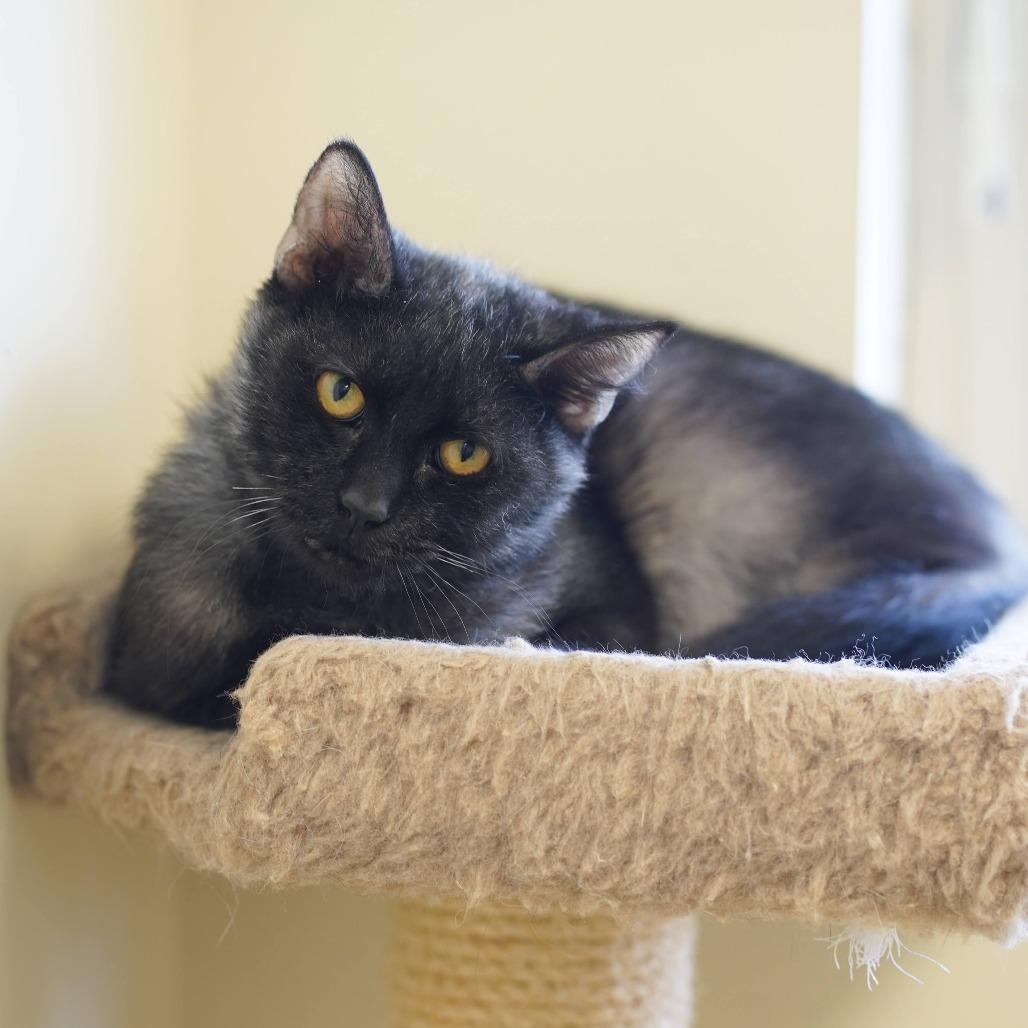 Enlarge Anchovy, a Adoptable Domestic Medium Hair in Naperville, IL image 3/6
